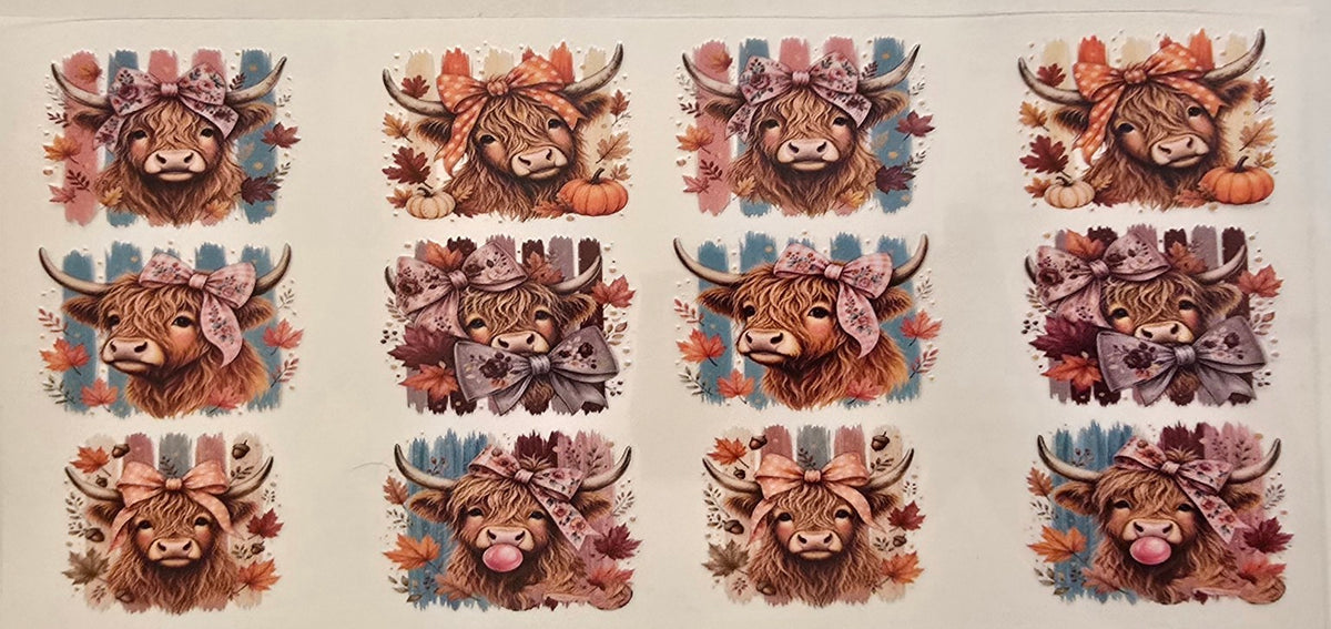 96 Highland Cow